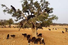 Argan-Morocco